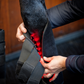 Horseware LED Red Light Therapy Leg Wrap