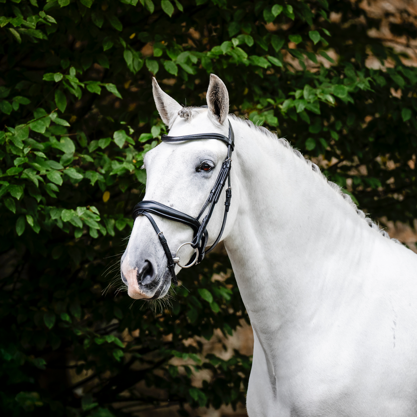 Horseware Dressage Flash Bridle
