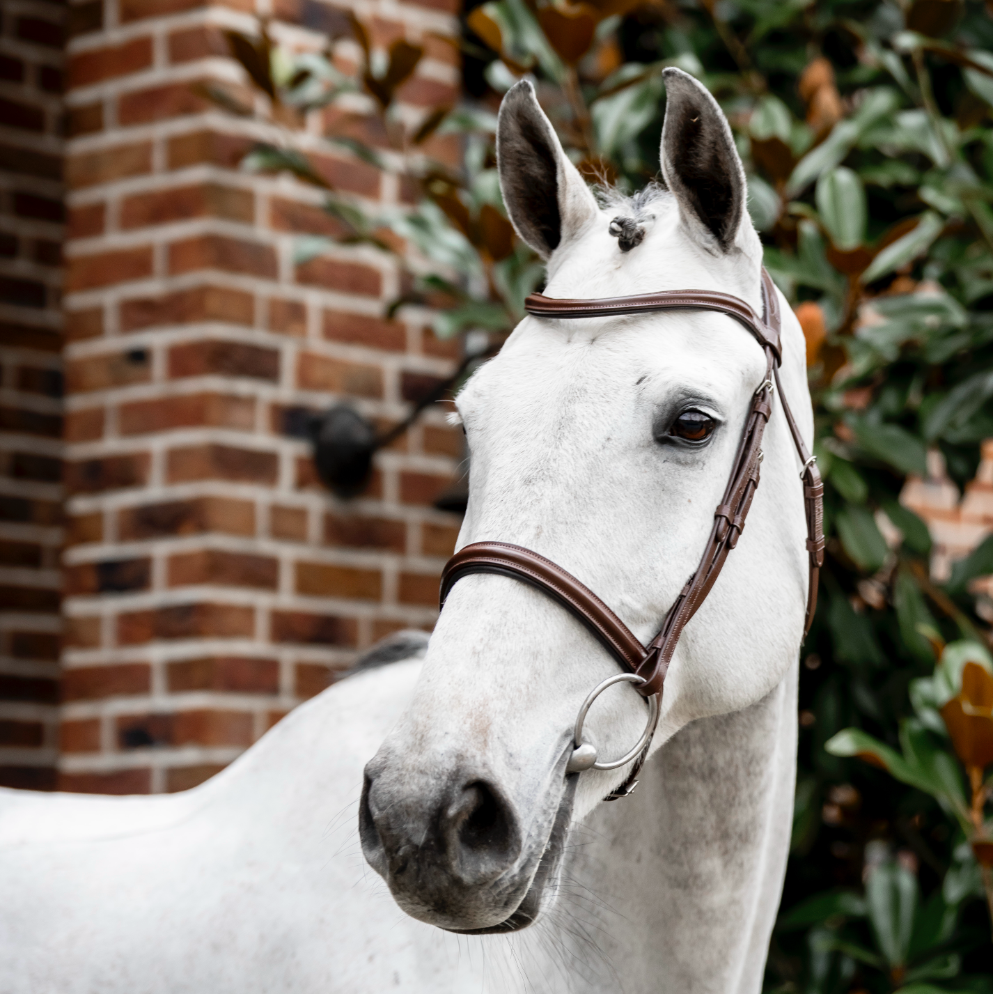 Horseware Cavesson Bridle