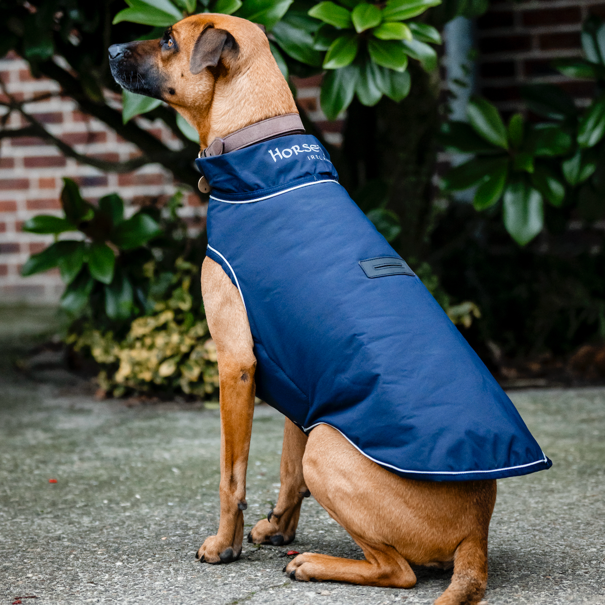 Horseware Signature Dog Rain Coat 100g