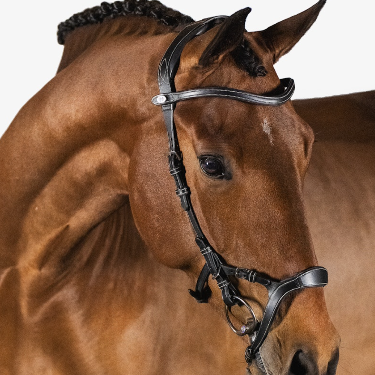 PSOS Bridle Nirak – Leader Equine