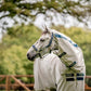 Field Safe Headcollar, Navy