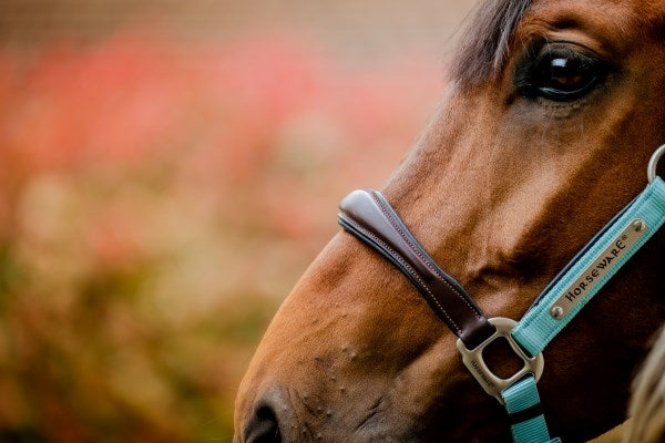 Horseware Signature Competition Headcollar, Blue Haze