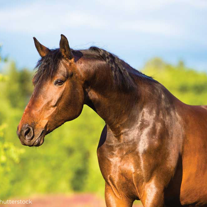 Good Organic Coat Shine Spray