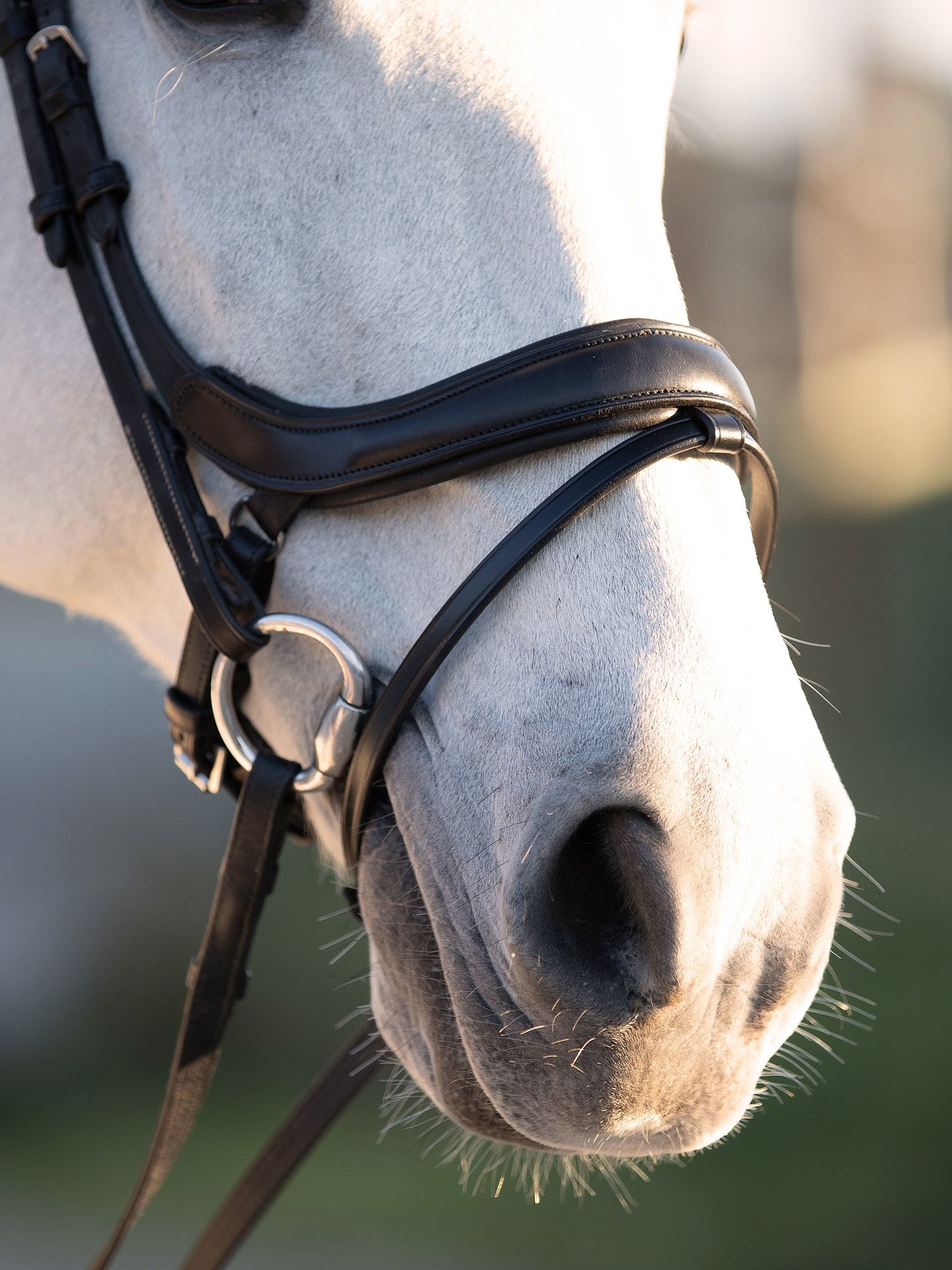 PSOS Bridle Paladin