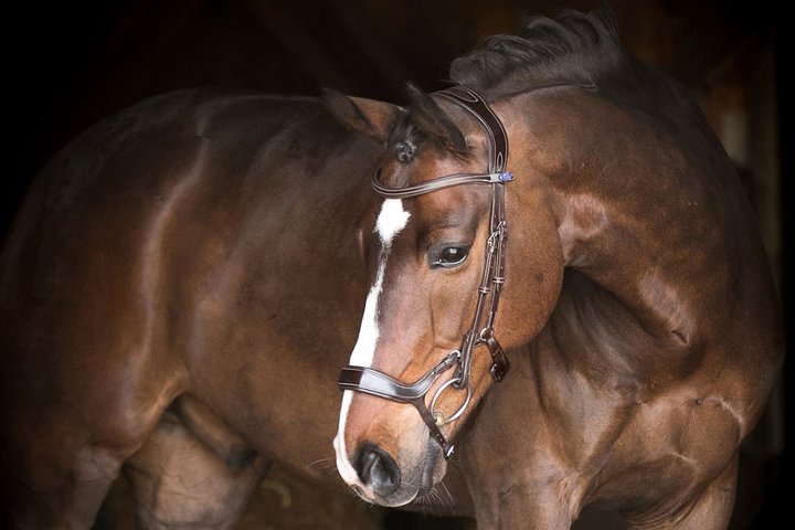 PSOS Bridle, Pioneer