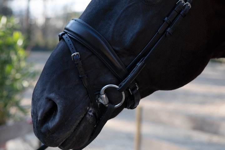 PSOS Flying Change Noseband