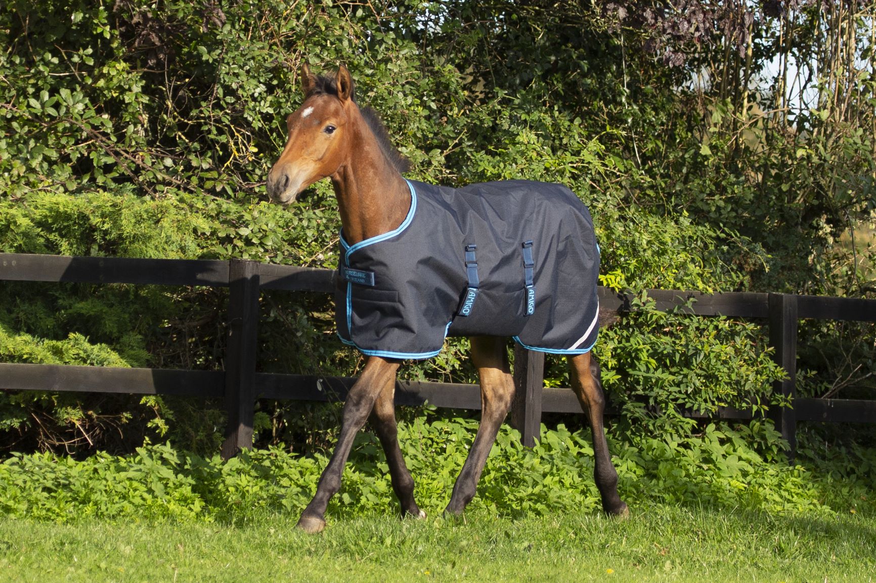 Object Rug Foal Amigo Foal Rug 200g – Leader Equine