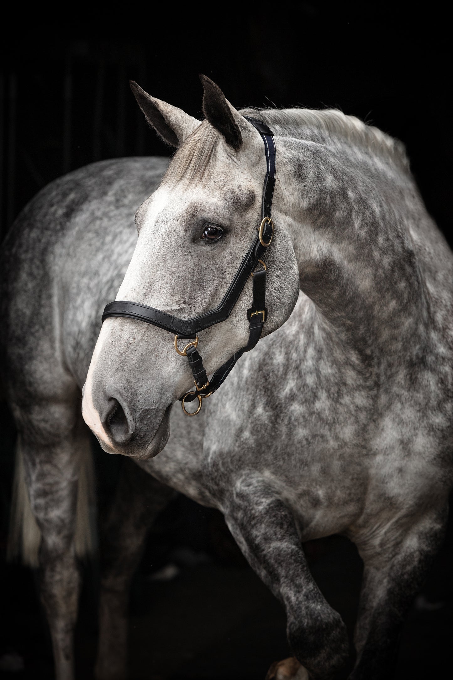 Rambo Micklem Headcollar