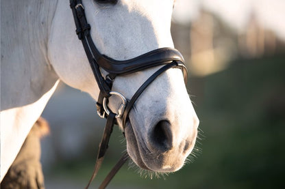 PSOS Paladin Noseband