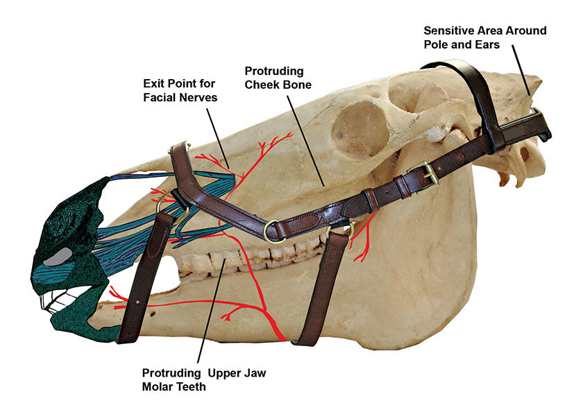 Rambo Micklem Multibridle