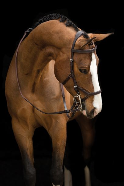 Rambo Micklem Original Competition Bridle