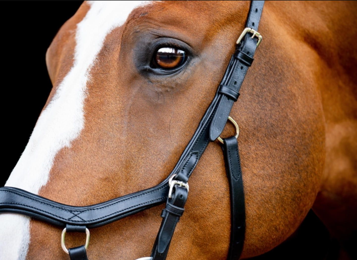 HW Micklem 2 Competition Bridle