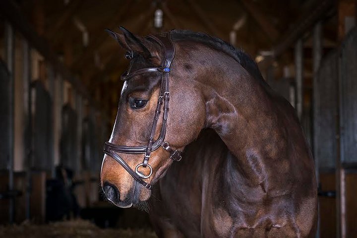 PSOS Bridle Jump Off