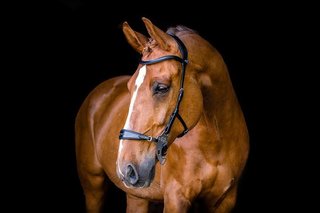 PSOS Bridle Hackamore Sport