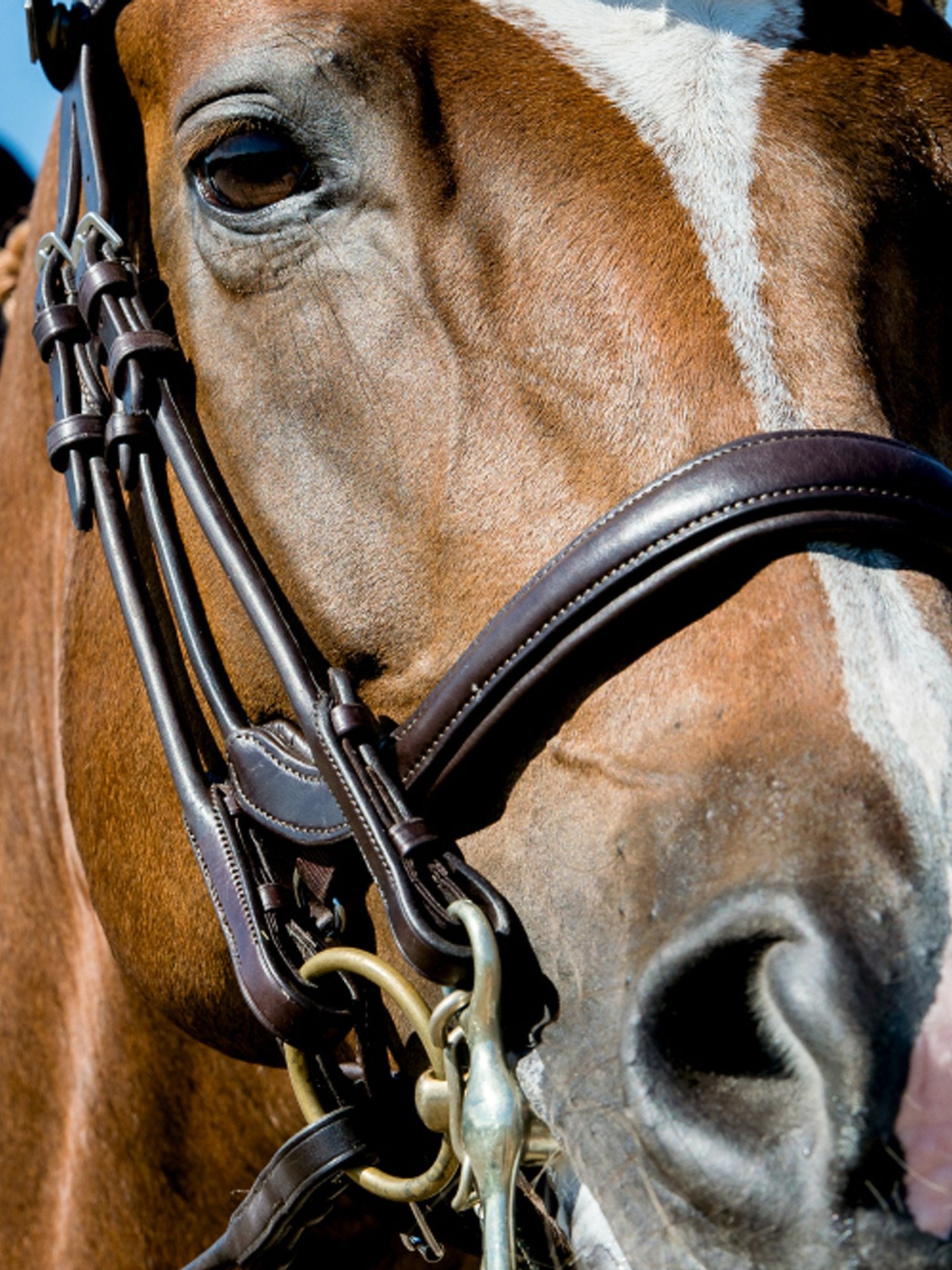 PSOS Double Bridle Paragon